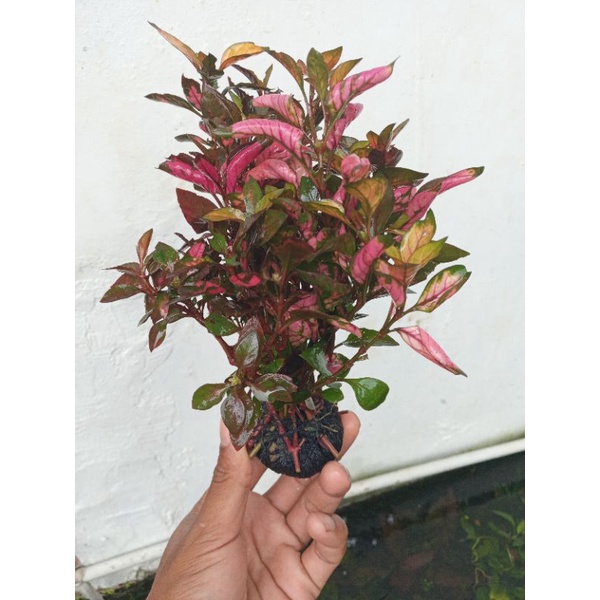 tanaman aquascape alnathera tricolor low c02