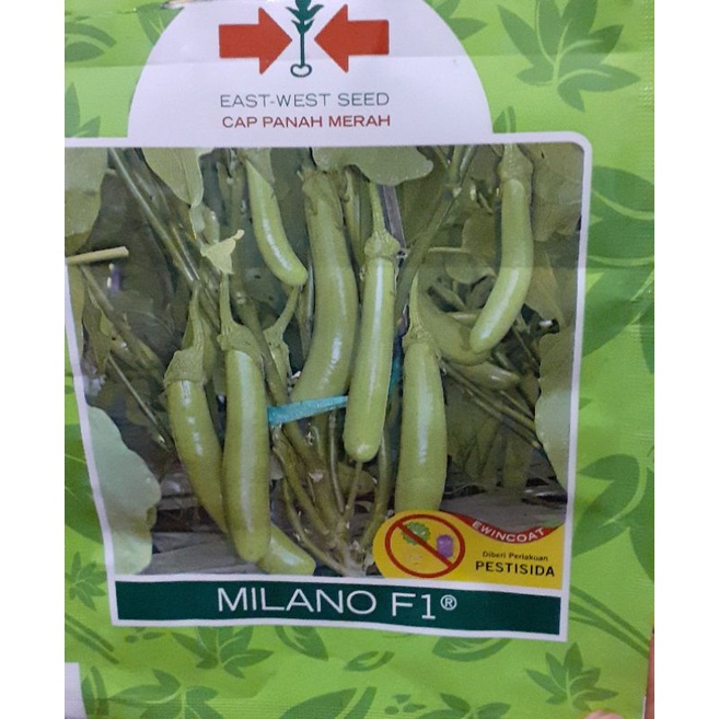 Benih biji terong panjang hijau milano