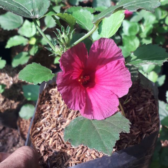 Tanaman Hias Bunga Rosella - Pohon Bunga Rosella - Bibit Tanaman Hias Bunga Rosella