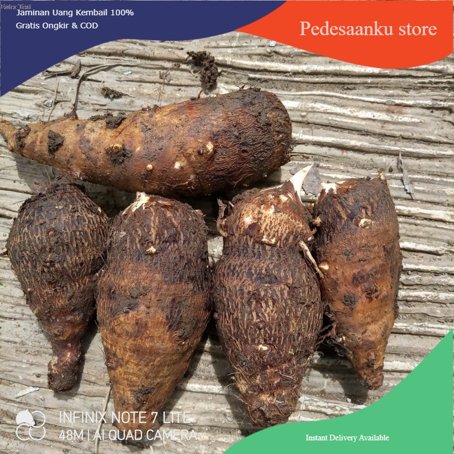 [PAKET HEMAT] 5KG TALAS BENENG UMBI TALAS BENENG BISA UNTUK BIBIT/UMBI TALAS