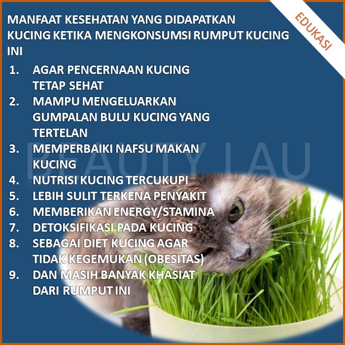 [GROSIR] BENIH WHEATGRASS 1KG BIBIT RUMPUT GANDUM KUCING MICROGREEN SEED IMPORT MURAH