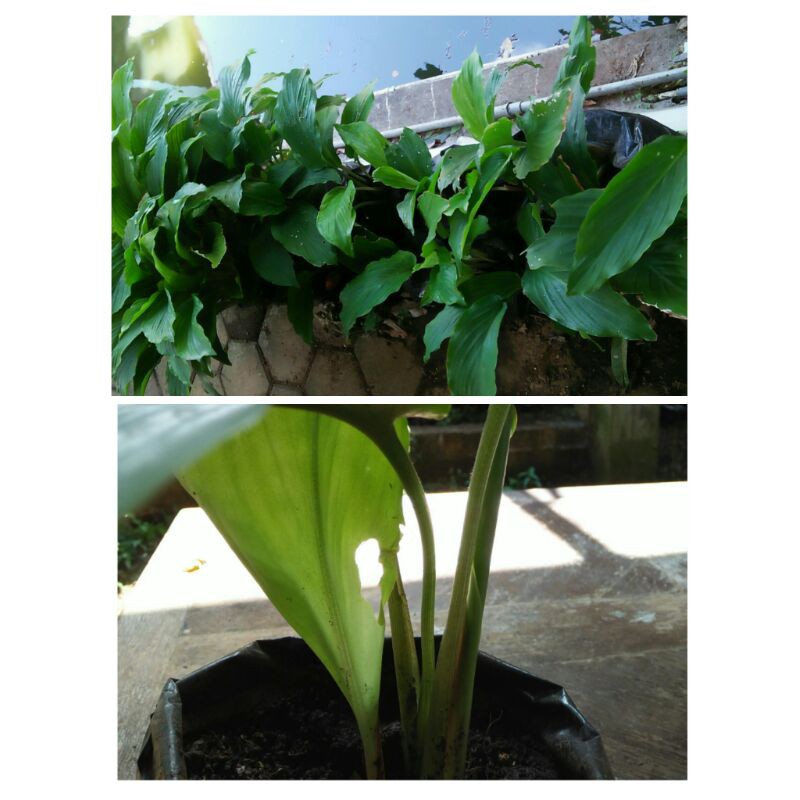 Kunyit Hitam (Kaempferia Parviflora) Bibit