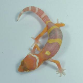 Calcinut 50gr Kalsium Calcium Reptile Hewan Gecko Iguana Mamalia
