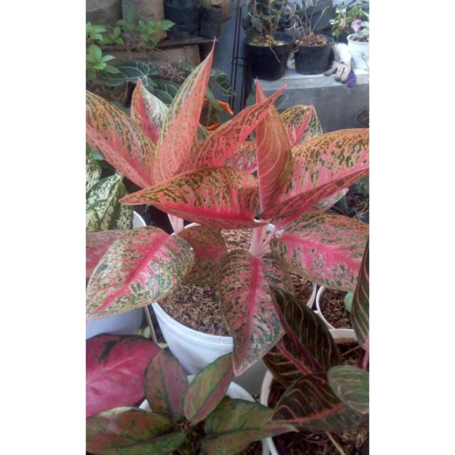 Legacy aglonema . Aglonema legacy merah