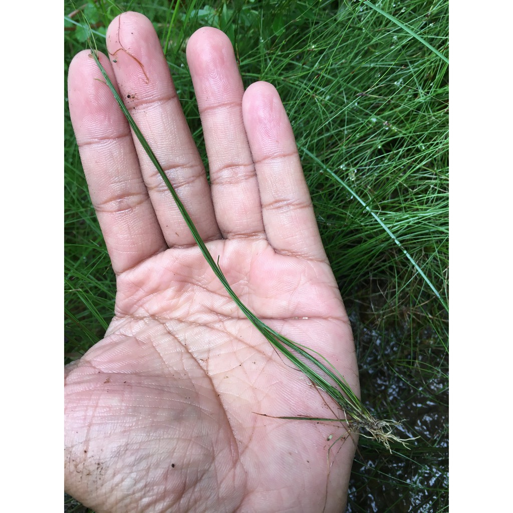 Long Hairgrass (Eleocharis Vivipara) | Tanaman Aquascape / Aquascape Plant