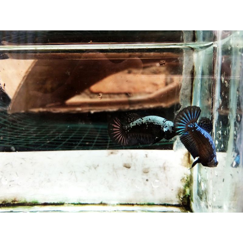 Ikan Cupang Betina Black Samurai