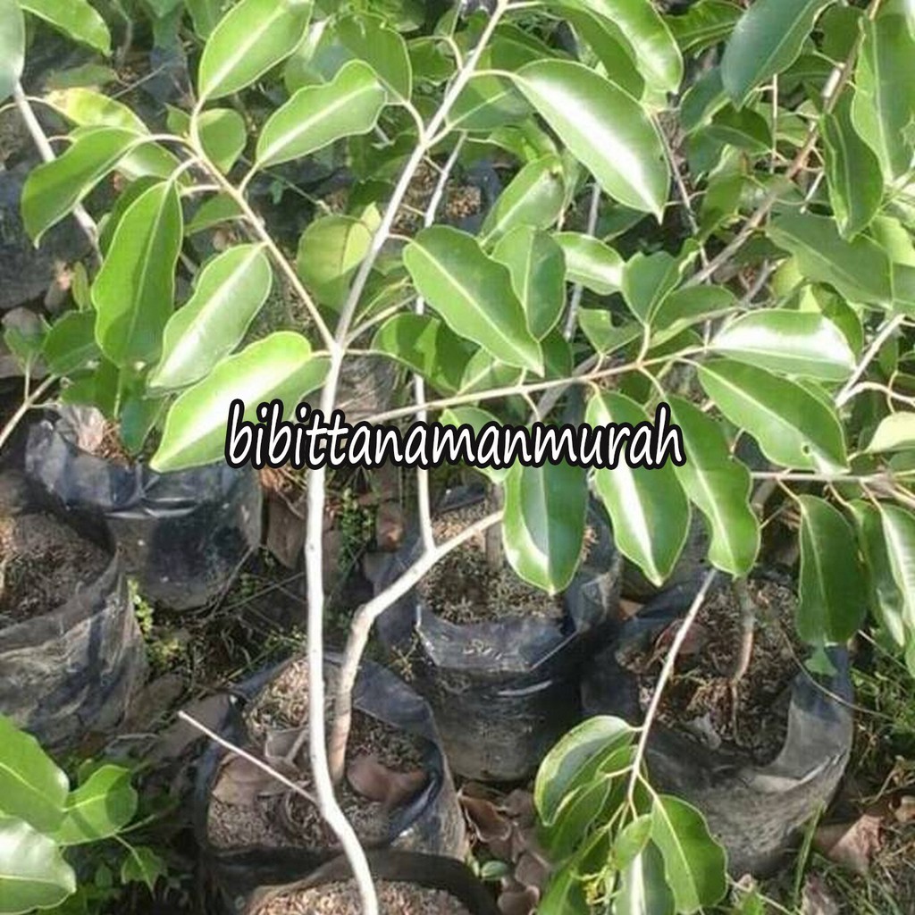 Bibit buah juwet putih jamblang