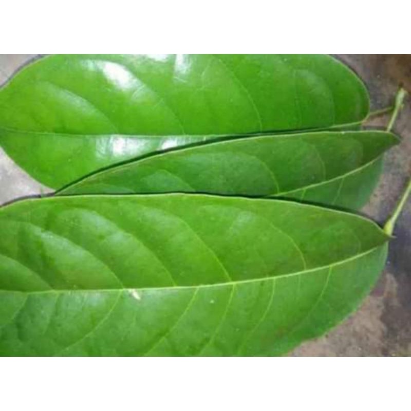 

Daun hantap segar 1 lembar obat herbal