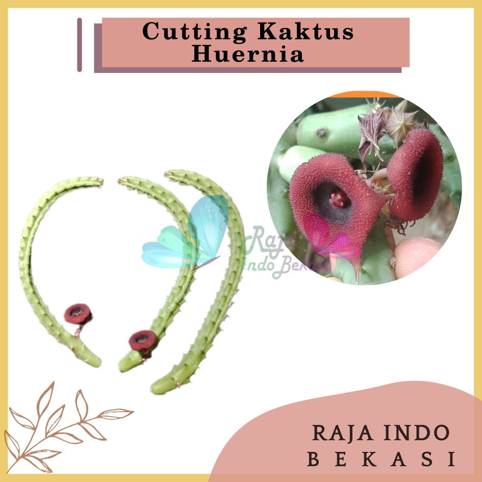 Cutting Kaktus Huernia Cactus Bunga Sekulen Huernia Succulents Unik