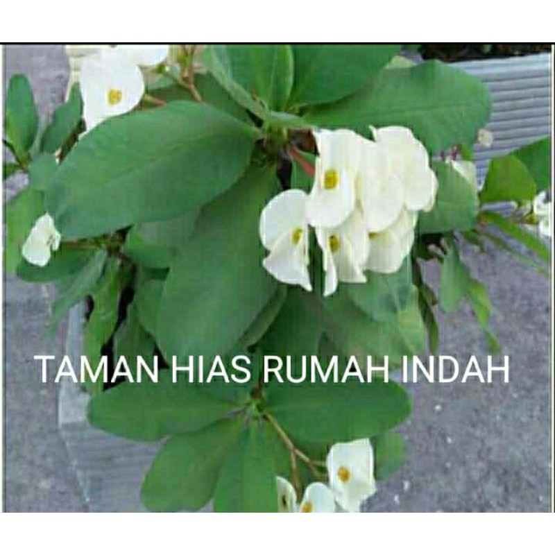 tanaman hias bunga eforbia bunga warna putih