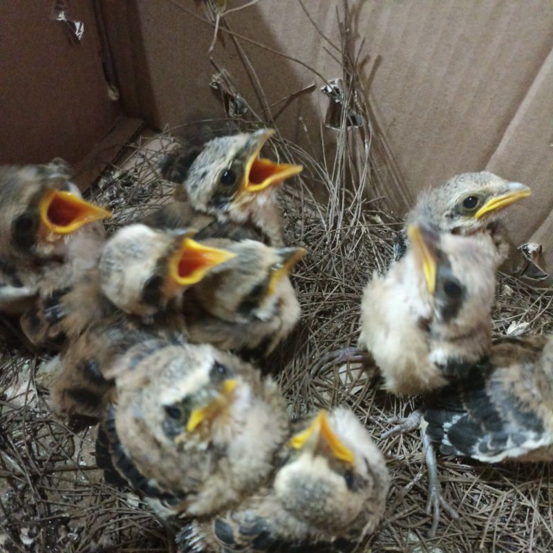 Burung pentet anakan nyuapin trah blangkon jawatimur