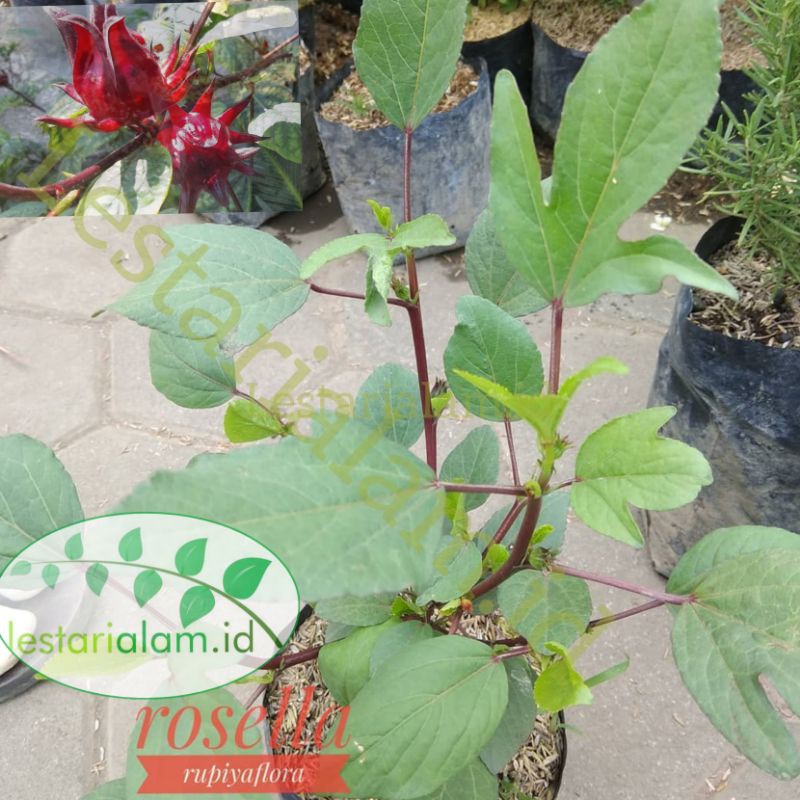 bibit pohon rosella merah bibit bunga rosella