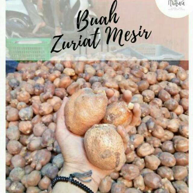 Buah Zuriat Belah Promil Asli Mesir Original Buah Juriat Zuriyat Dzuriyat ORI Mahasin Doum Kupas Untuk Promil