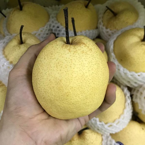 

Buah Pear Madu / Sweet Pear Fresh