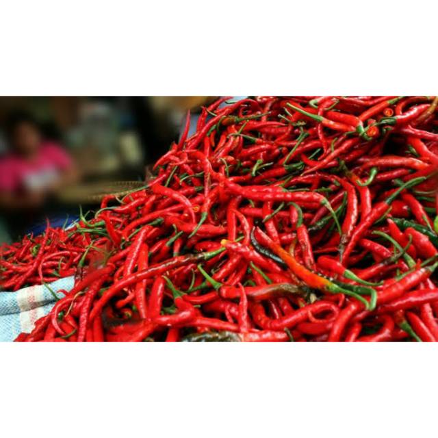 

Cabai merah keriting