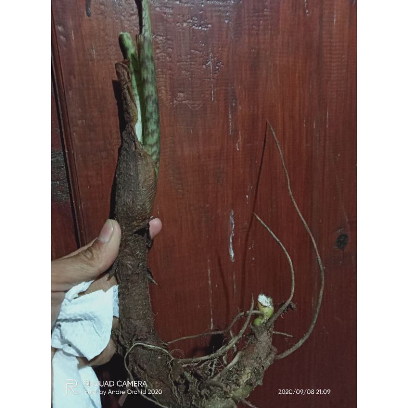 Alocasia Zebrina sulawesi