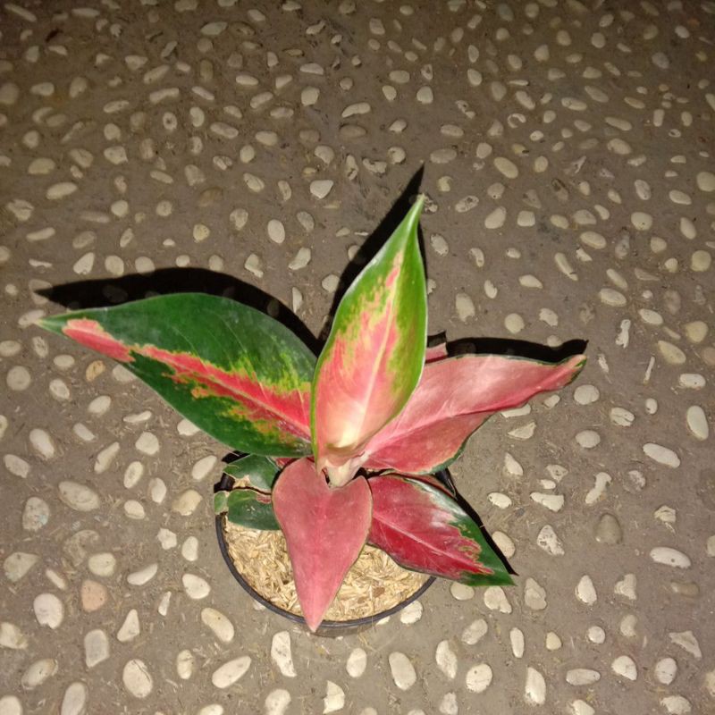 Aglonema suksom lilin