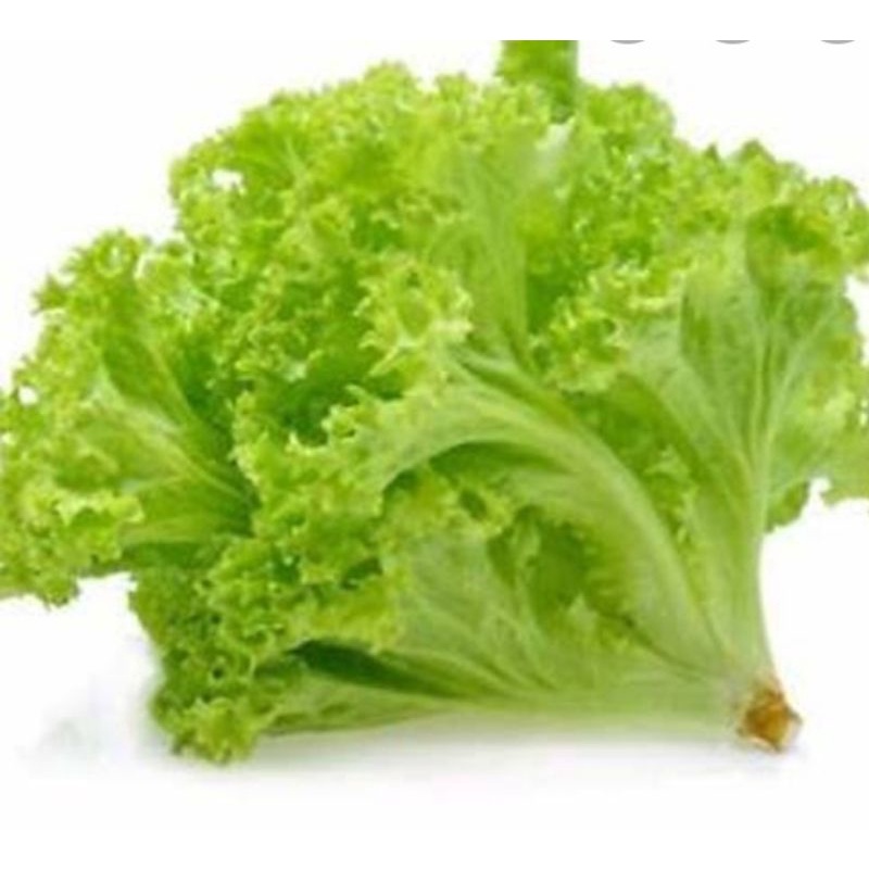 

selada air lettuce 250gr