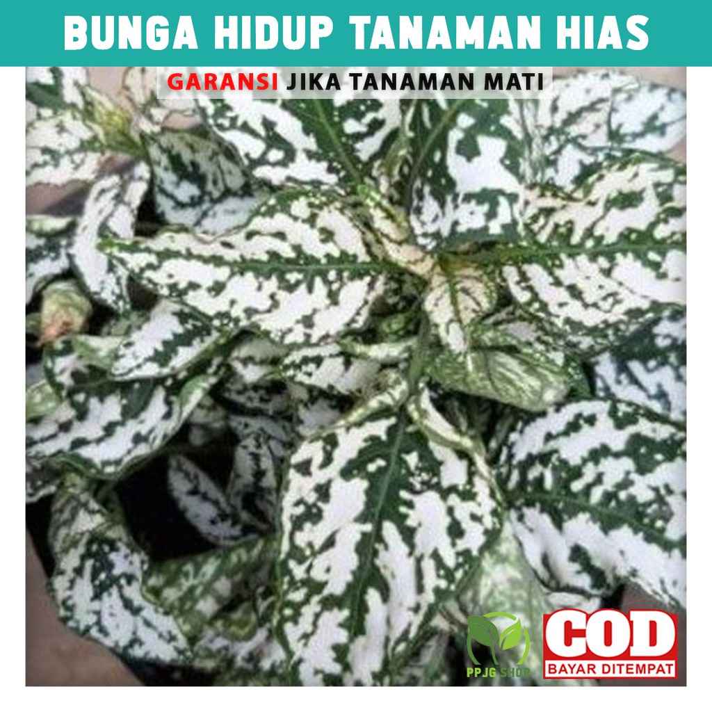 

Bunga Hidup Tanaman Hias Hipotes Putih Hijau Polkadot Hipoestes Hiasan Taman Indoor Outdoor