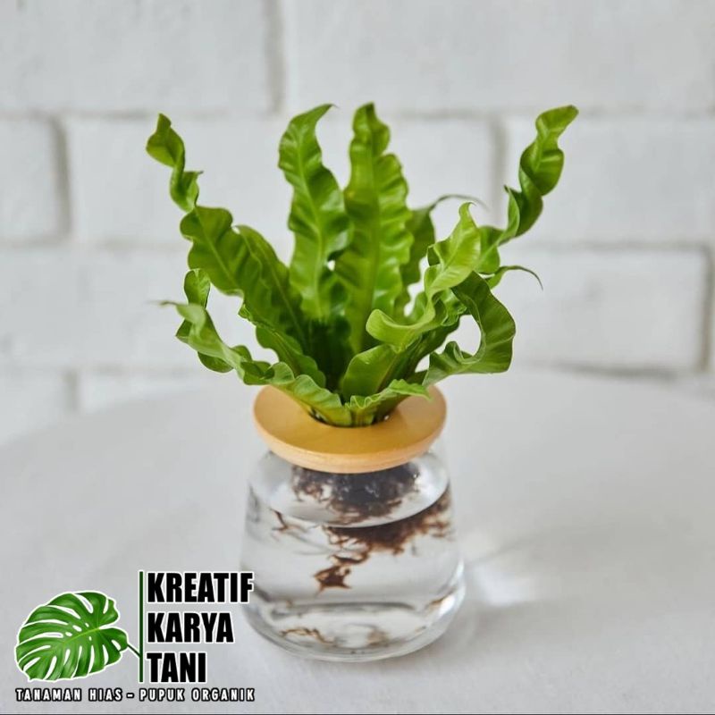 Tanaman media air kadaka plitis - Tanaman bisa hidup di air kadaka pelipis