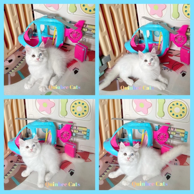 kucing persia odd eyes jantan dan calico betina