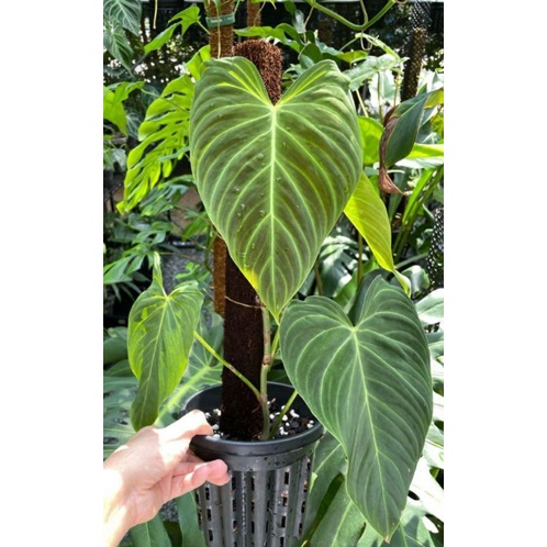 Tanaman Hias Philodendro Splendid Daun Jumbo (philo Melanochrysum x Verrucosum )