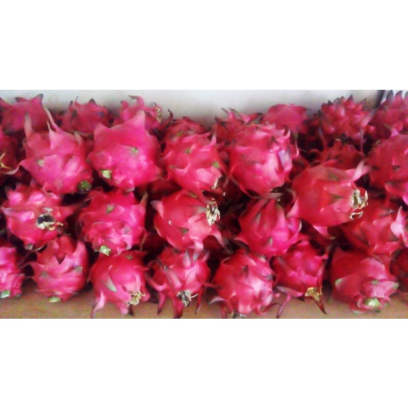 

Buah Naga Merah Segar 1 kg SAYUR GEDEBAGE PRAKTIS BANDUNG