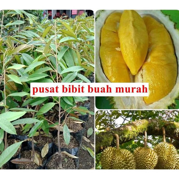 Bibit Durian Musangking Musang King Super Durian Malaysia