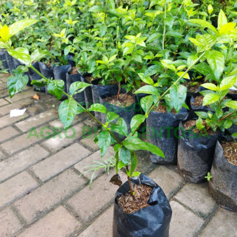 bibit blueberry cangkok cepat berbuah / janfruit