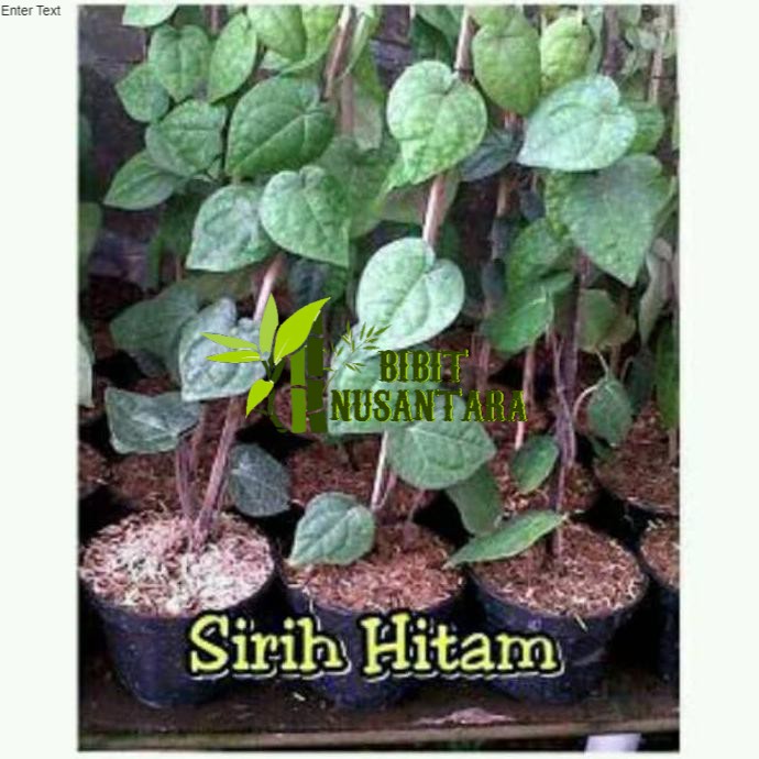 Tanaman Sirih Hitam
