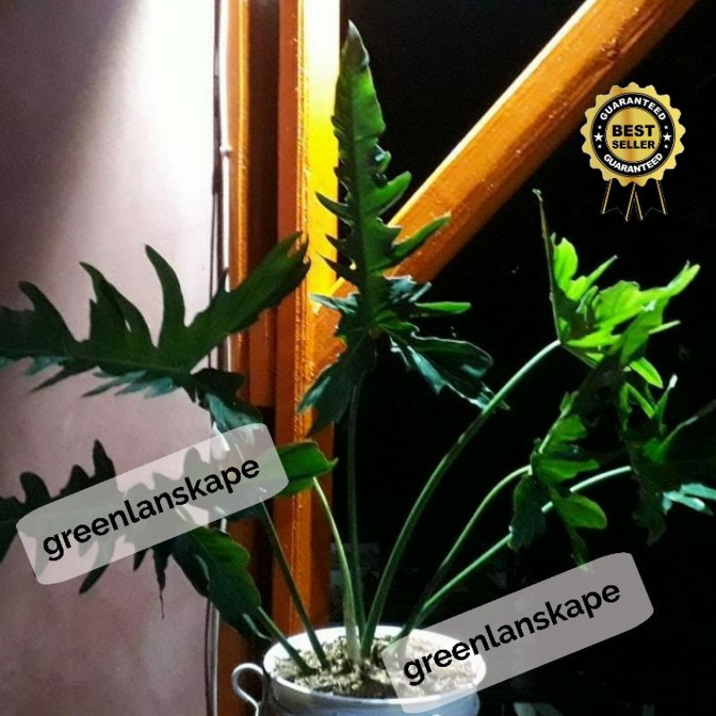 philodendron longilobatum ekonomis