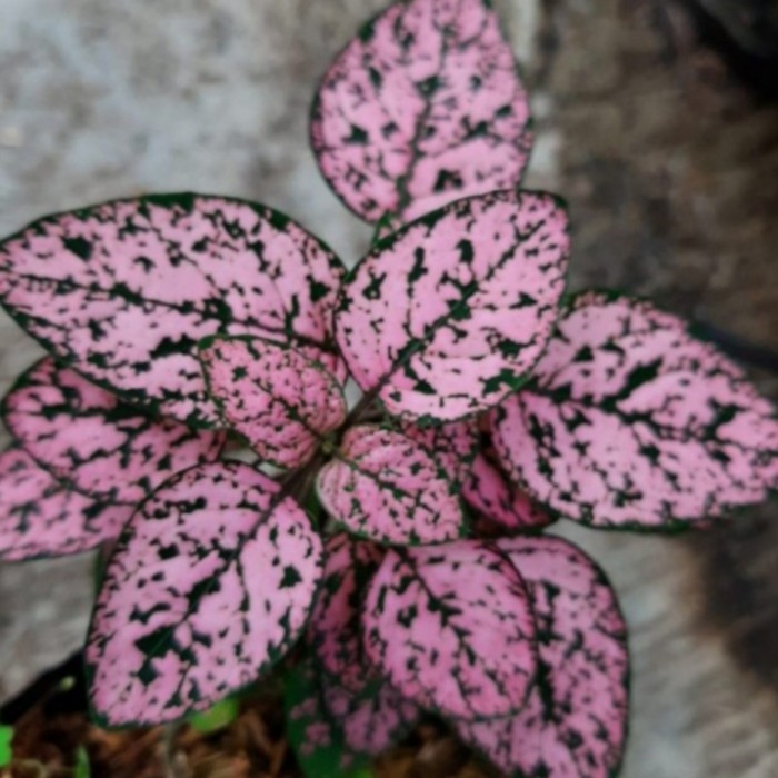tanaman hias hypotes pink daun