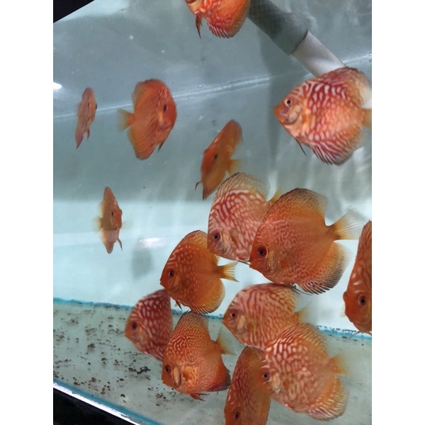

Ikan Discus Red Map Chekerboard