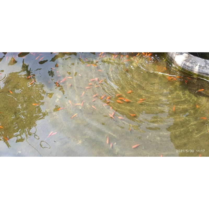 Ikan Komet Slayer Murah