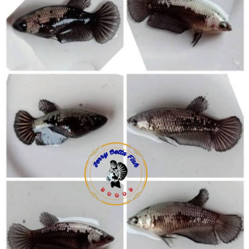 

Ikan hias-anakan cupang Blaack Samurai jantan-size 3 bulan-mutasi-harga per ekor