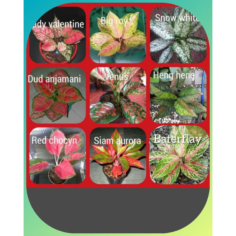 (COD√) Bunga Aglonem paket 9 aglonema bibit bunga aglonema paket murah 9 jenis aglonema