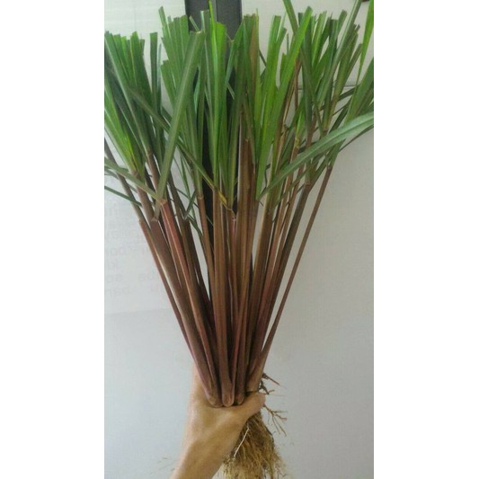 

SEREH WANGI SEGAR 500 GRAM LANANG SERAI MERAH HERBAL BERKHASIAT