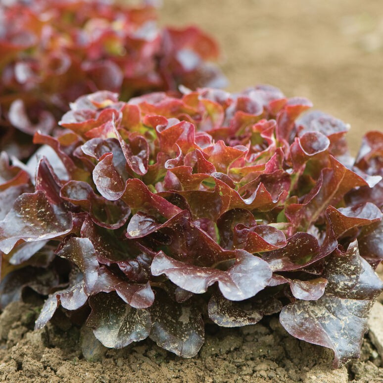 Benih Bibit Biji - Selada Oak Merah / Red Oakleaf Lettuce Seeds