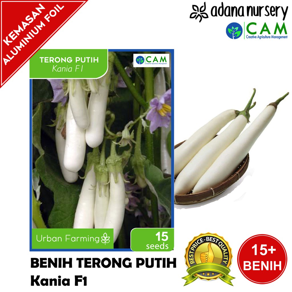 Benih / Biji Terong Putih - Kania F1 - Berkualitas - Repack 15 Seeds