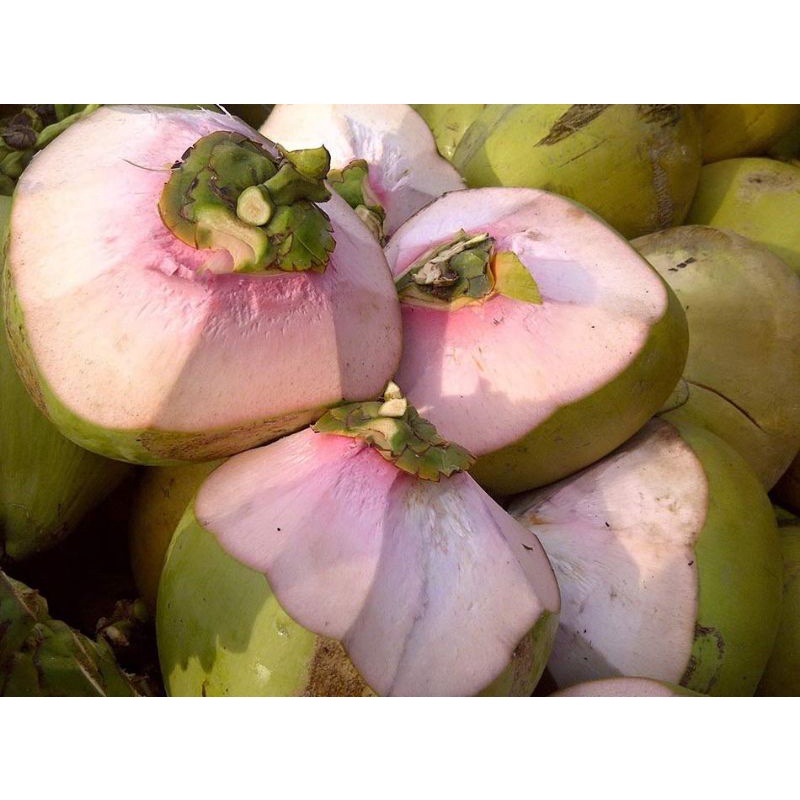 

Kelapa Ijo/Hijau Untuk Obat