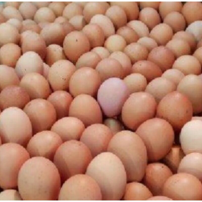 

Telur Ayam Negeri 1 Kg