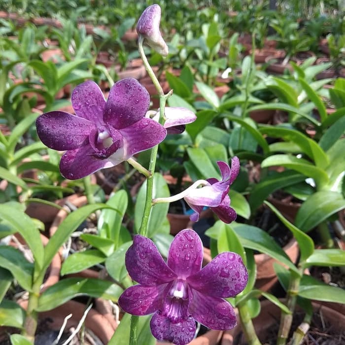 tanaman hia anggrek dendrobium ungu - bunga anggrek dendrobium ungu