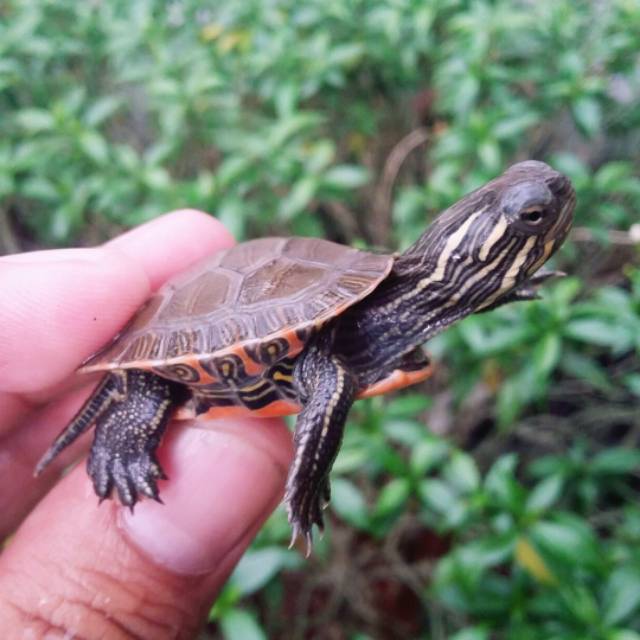 480 Koleksi Download Gambar Hewan Kura Kura Gratis