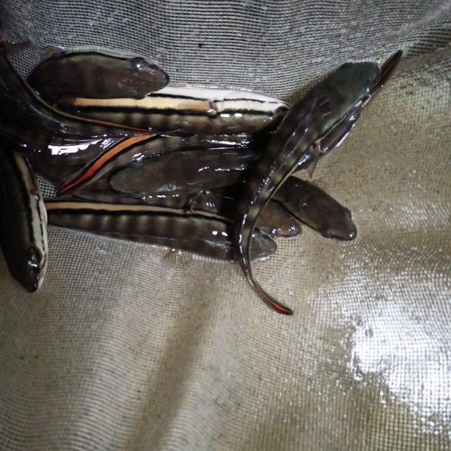 ➹ ikan gabus toman ukuran 20 cm ☎