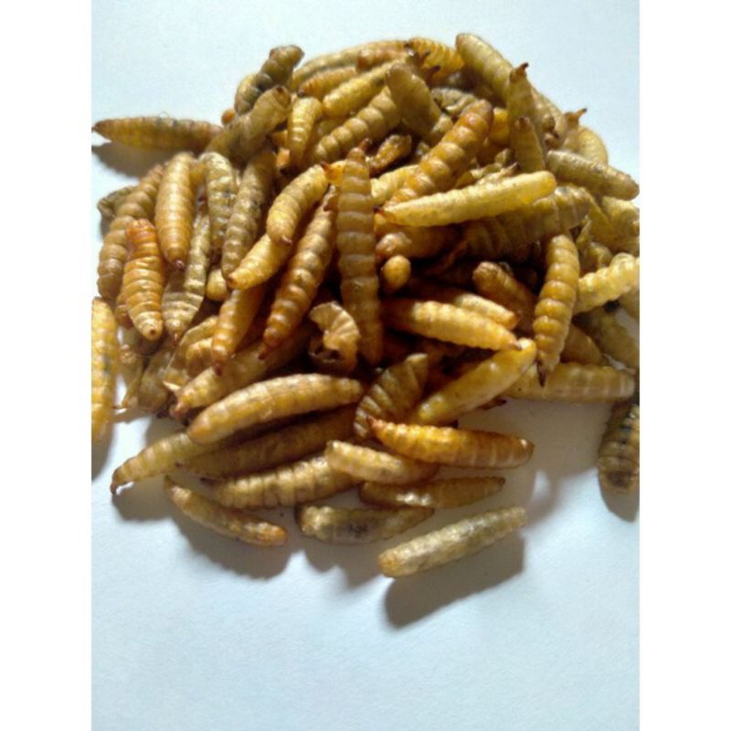 Manggot Bsf Manggot Kering Pakan Ikan Predator Louhan Channa Arwana 100gr