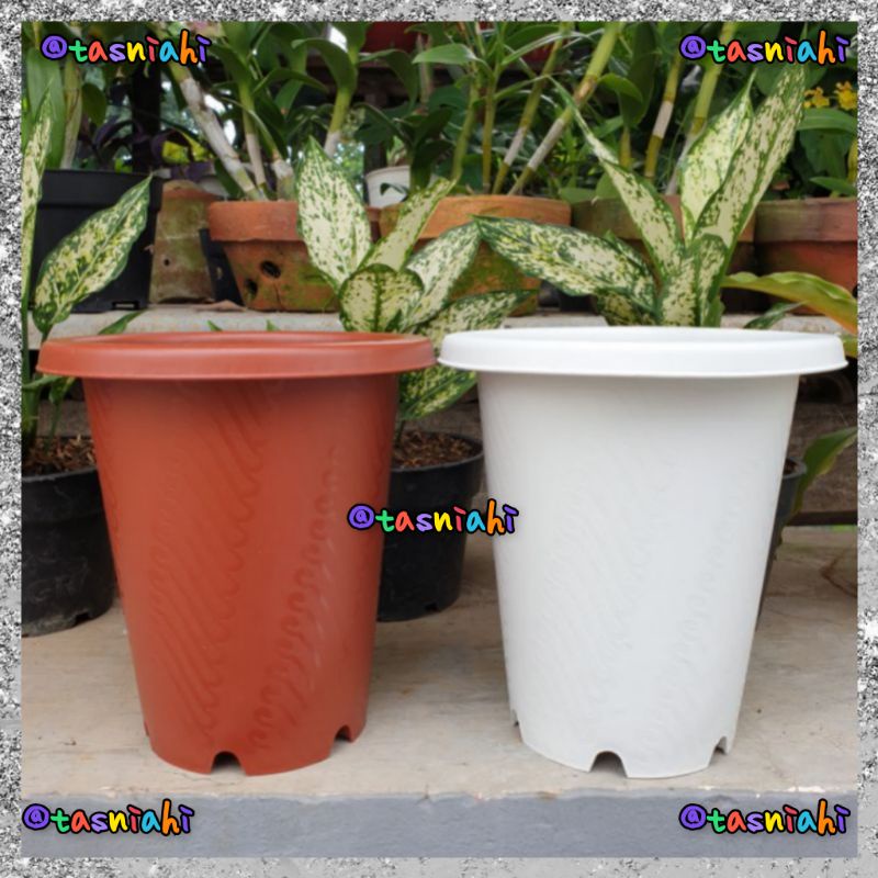 JM RUBY ASTOR BATIK 15 pot bunga bulat tinggi mirip yogap 15 bagus murah