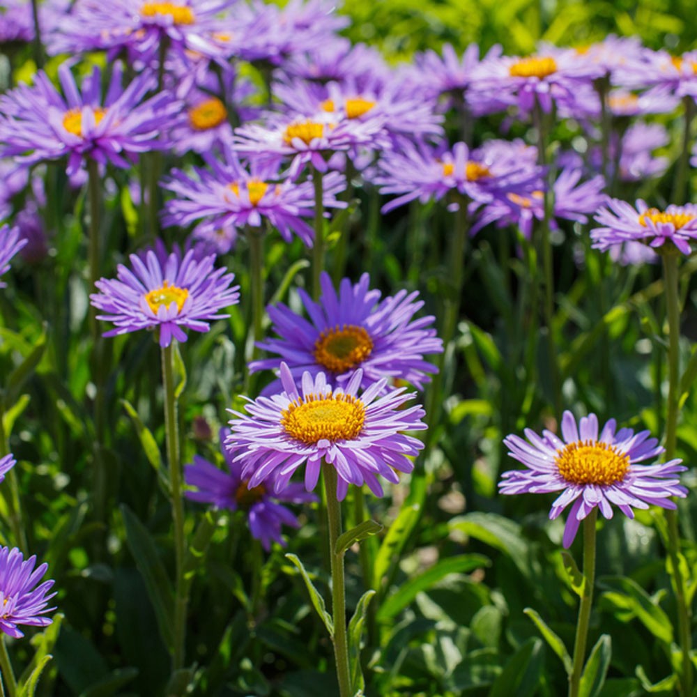 Benih Bibit Biji - Bunga Prairie Aster (Aster tanacetifolia) Flower Seeds - IMPORT