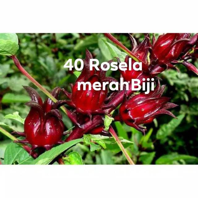 

40 biji rosella Merah