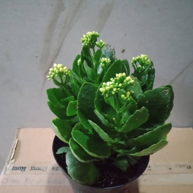 

PAKET COCORBEBEK SUPER ISI 4