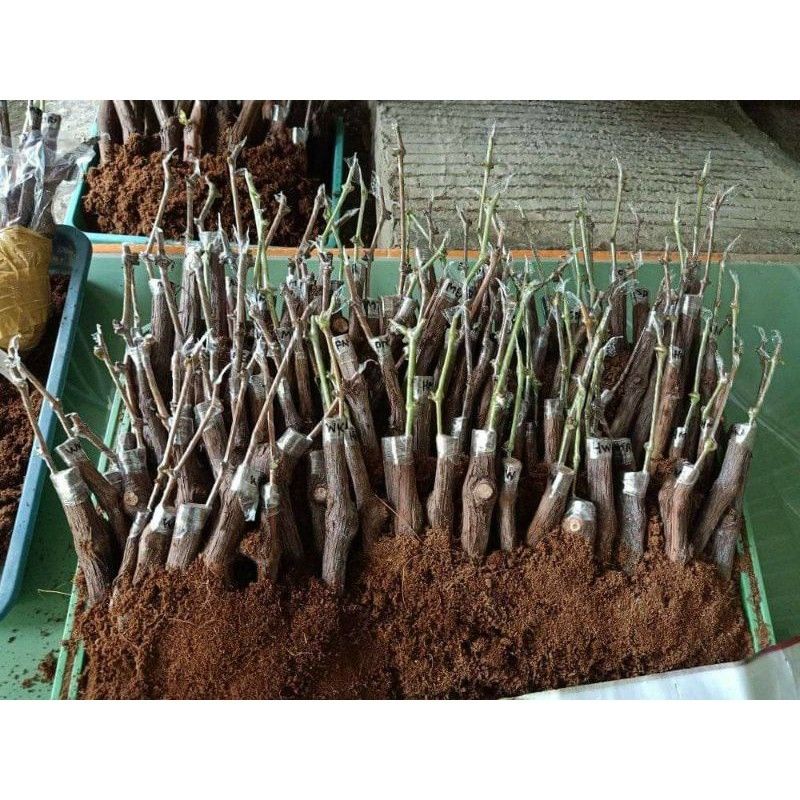 

Cutting grafting Anggur Import